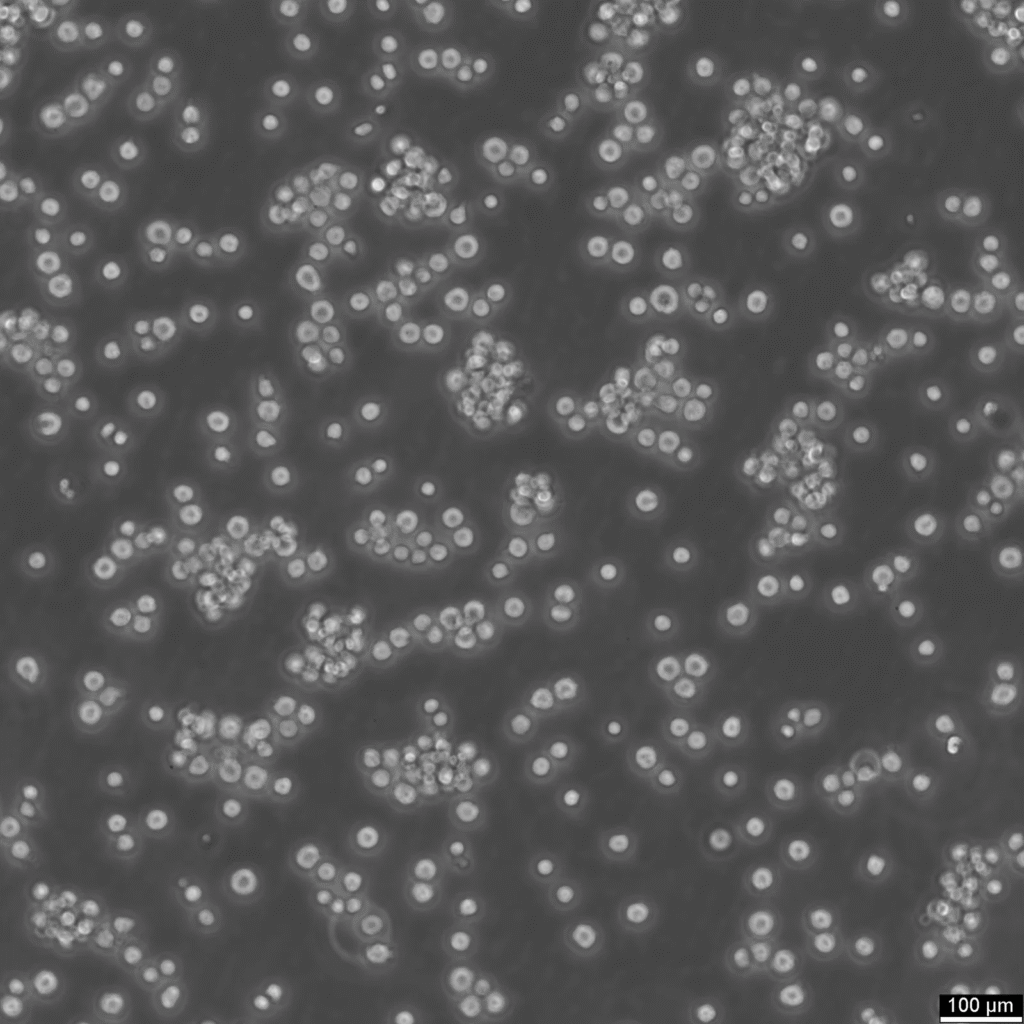 Jurkat Cells